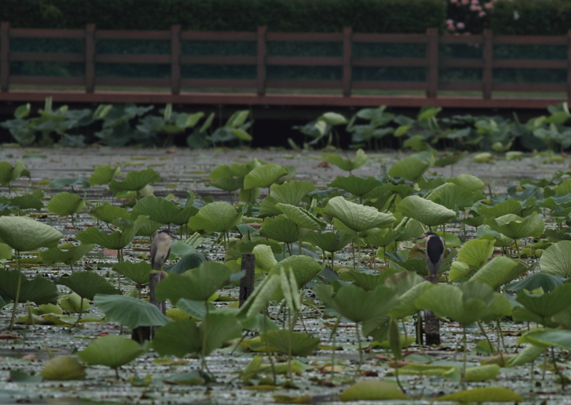 f:id:funatuyo:20140707081739j:image