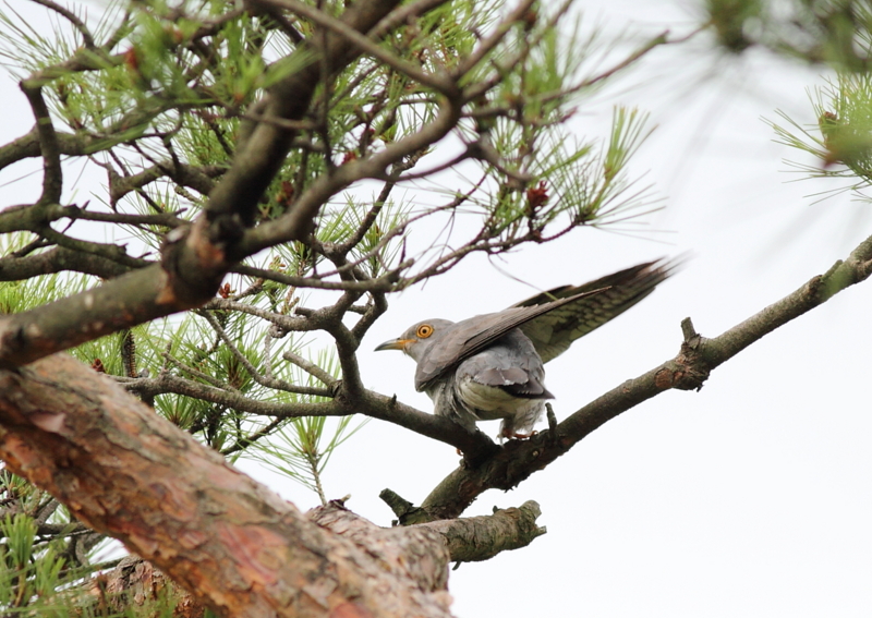 f:id:funatuyo:20140708080721j:image