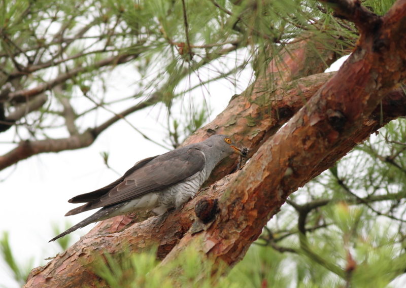 f:id:funatuyo:20140708080741j:image