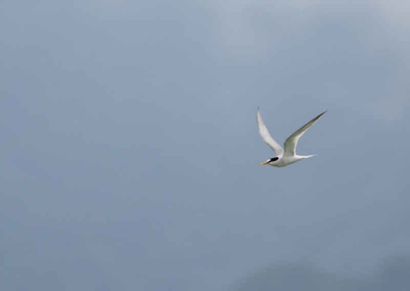 f:id:funatuyo:20140708082018j:image