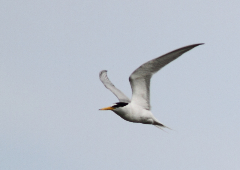 f:id:funatuyo:20140708082221j:image