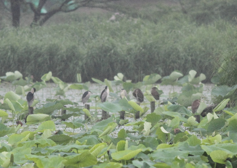 f:id:funatuyo:20140711083431j:image