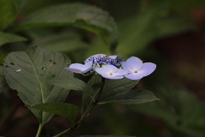 f:id:funatuyo:20140712092154j:image