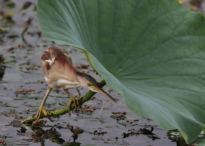 f:id:funatuyo:20140714084628j:image