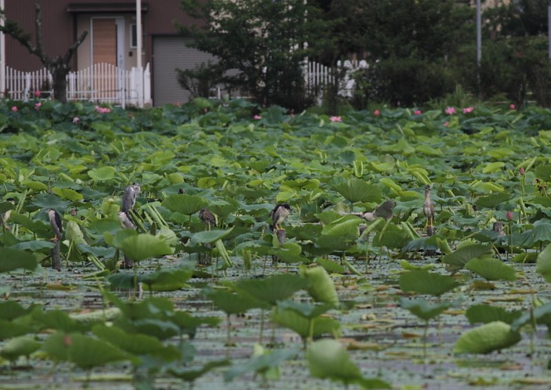 f:id:funatuyo:20140715084558j:image