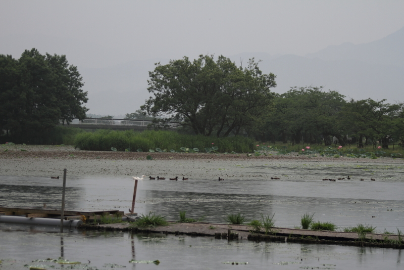f:id:funatuyo:20140716082839j:image