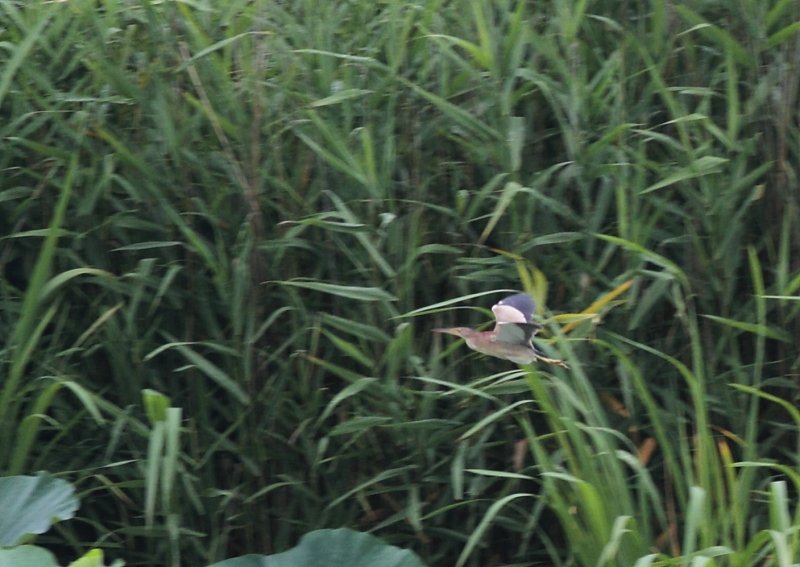 f:id:funatuyo:20140717084640j:image