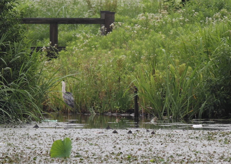 f:id:funatuyo:20140717084740j:image