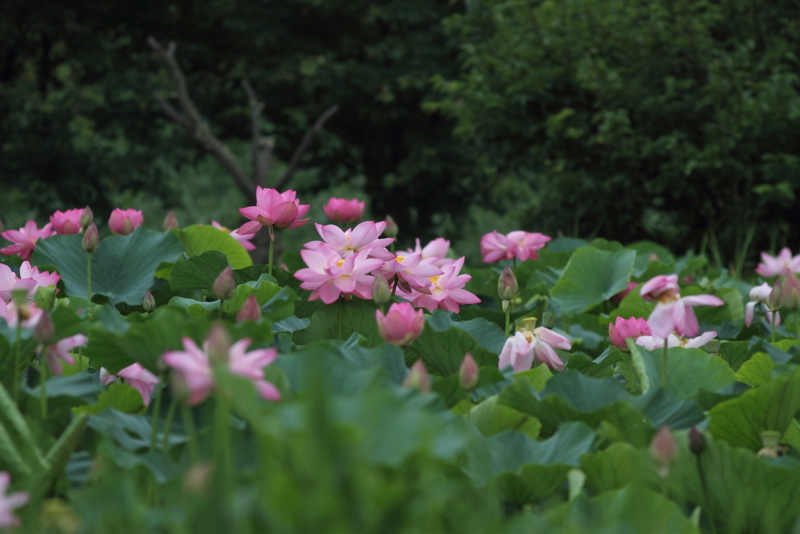 f:id:funatuyo:20140718084258j:image