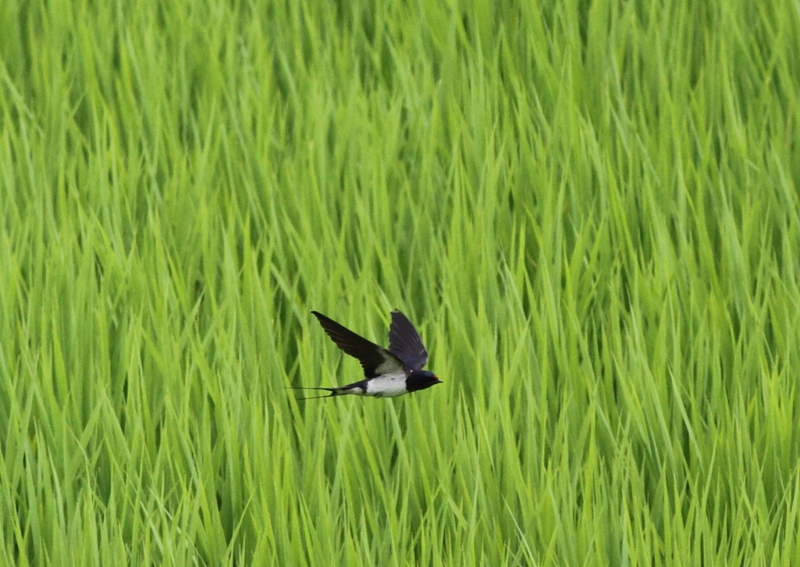 f:id:funatuyo:20140718105002j:image