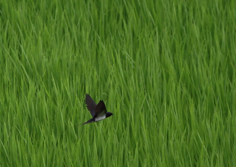 f:id:funatuyo:20140718105014j:image