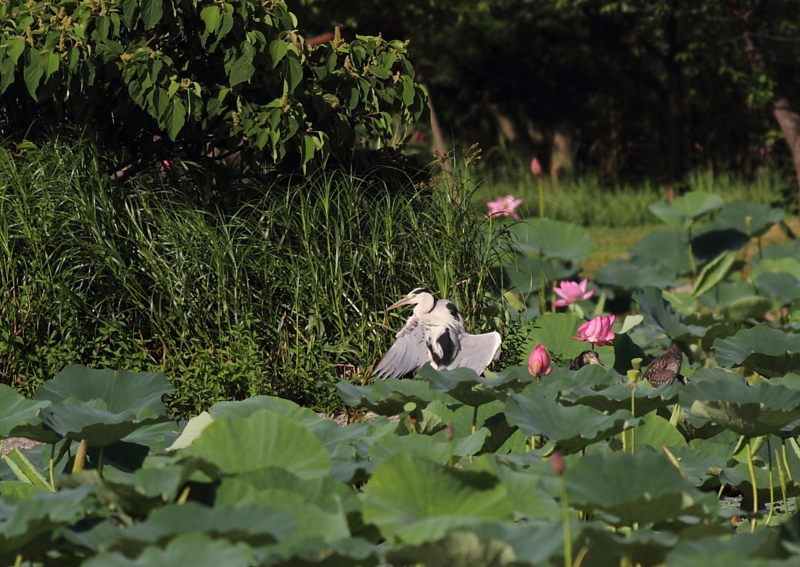 f:id:funatuyo:20140719163221j:image