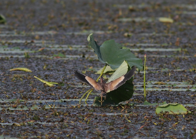 f:id:funatuyo:20140720170734j:image