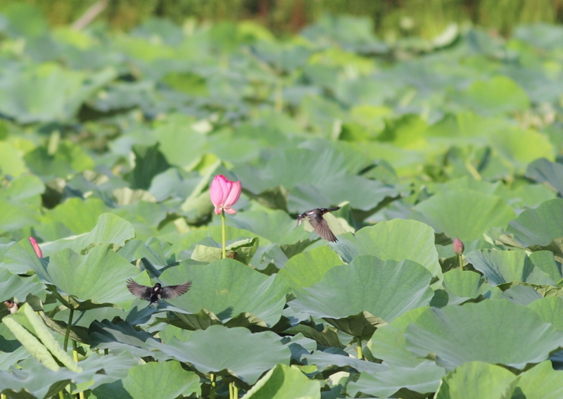 f:id:funatuyo:20140720172346j:image