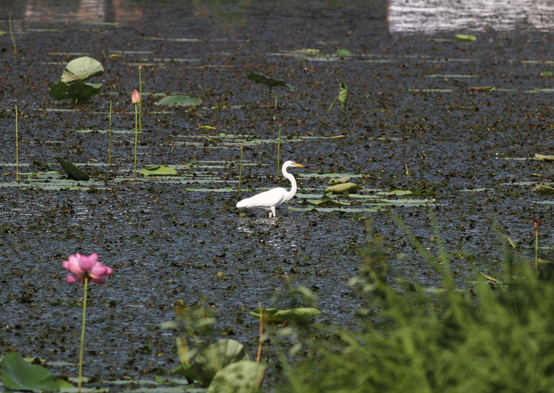 f:id:funatuyo:20140721081153j:image