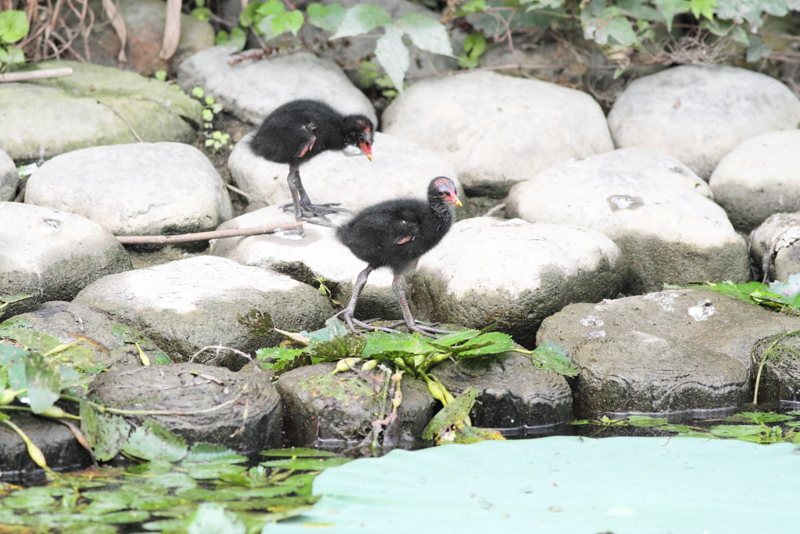 f:id:funatuyo:20140722081514j:image