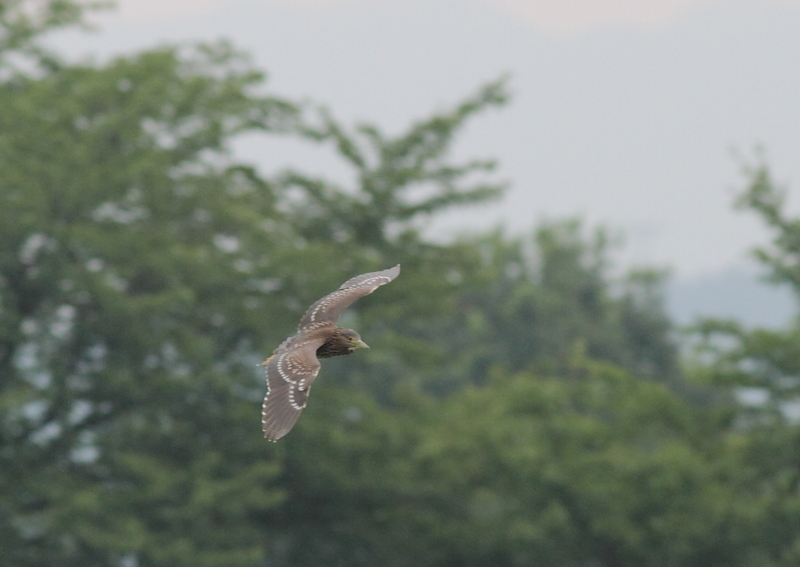 f:id:funatuyo:20140723082209j:image