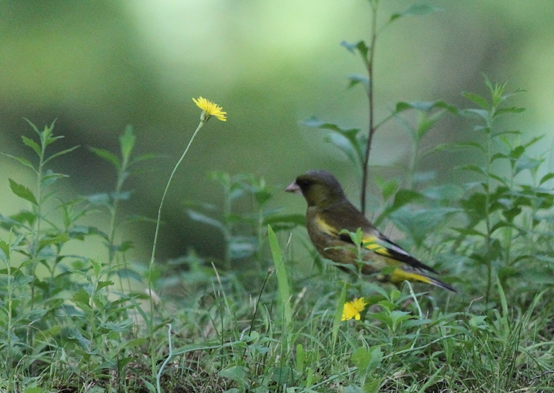 f:id:funatuyo:20140726090911j:image