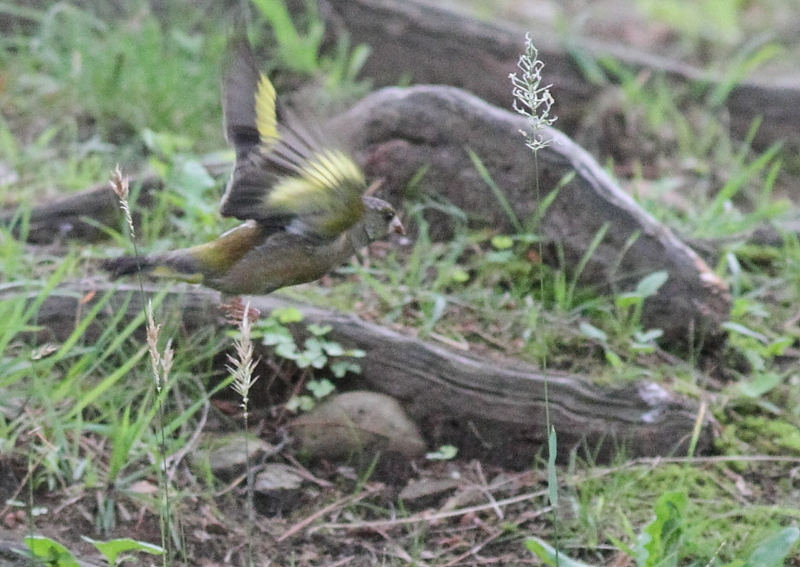 f:id:funatuyo:20140728082605j:image