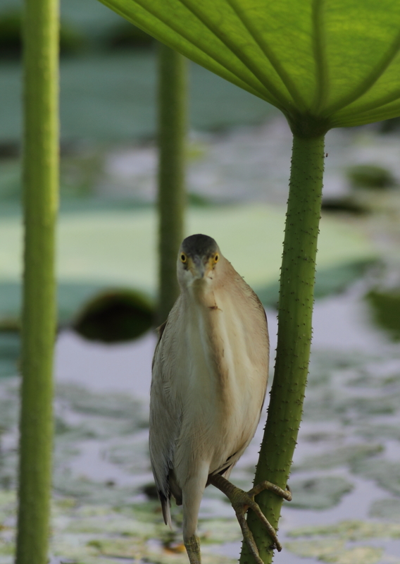 f:id:funatuyo:20140731090253j:image