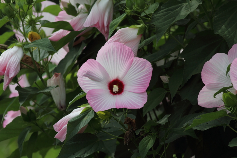 f:id:funatuyo:20140801083722j:image