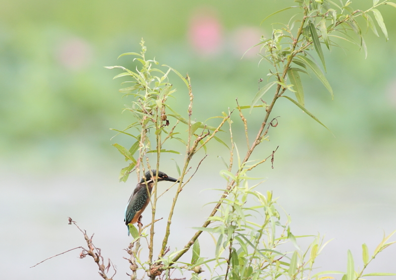 f:id:funatuyo:20140801084636j:image