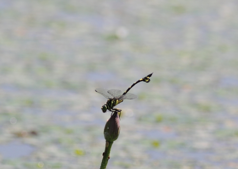 f:id:funatuyo:20140803101459j:image