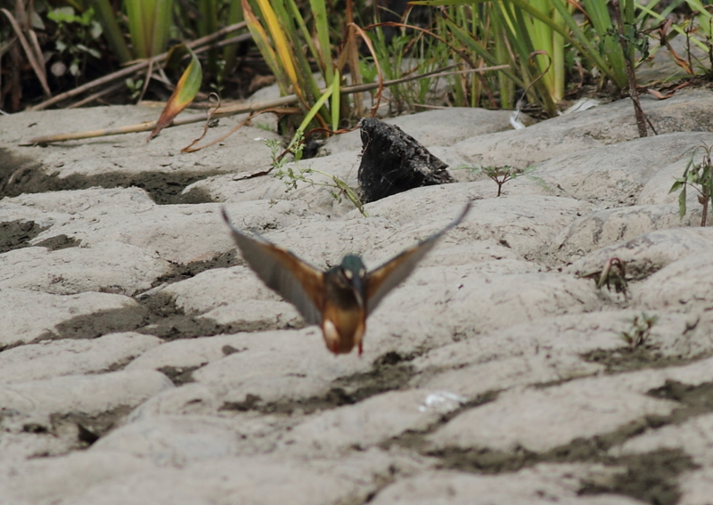f:id:funatuyo:20140805094003j:image