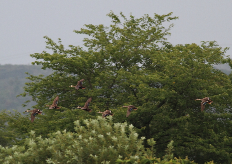 f:id:funatuyo:20140806171429j:image