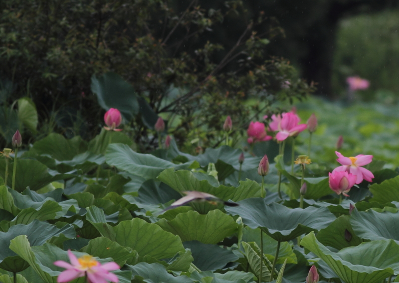 f:id:funatuyo:20140808092634j:image