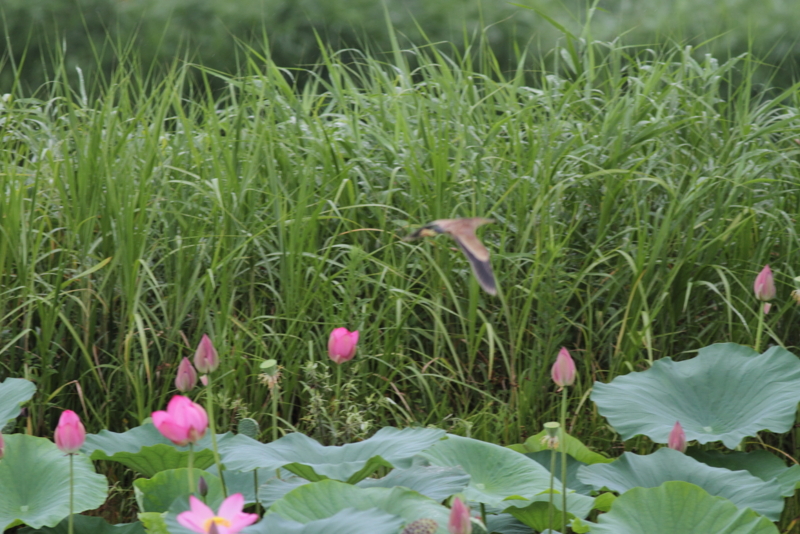 f:id:funatuyo:20140808093458j:image