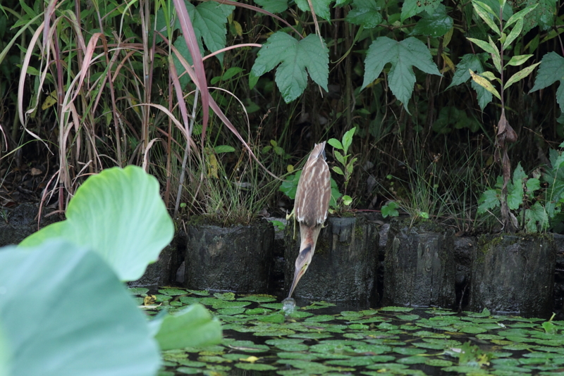 f:id:funatuyo:20140808093808j:image