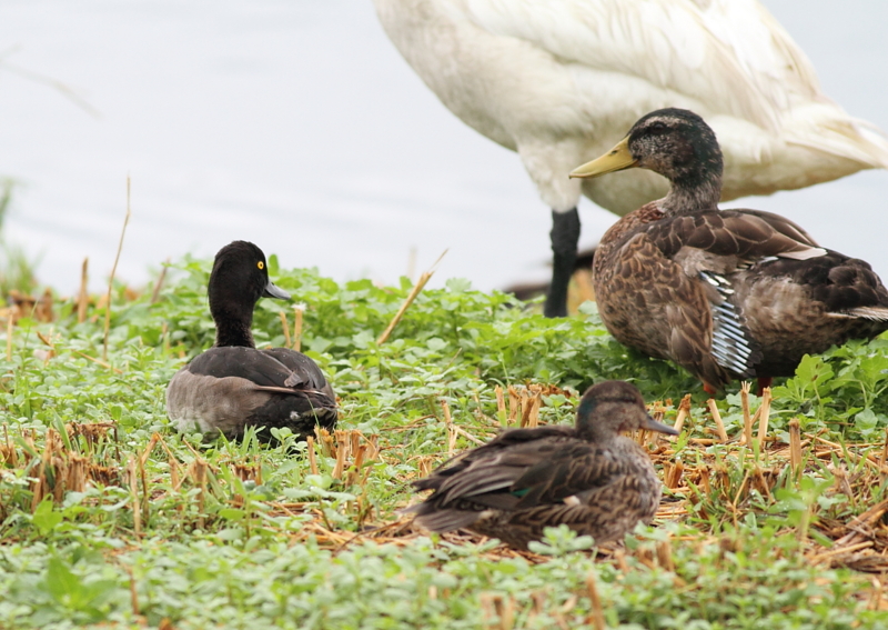 f:id:funatuyo:20140808094734j:image