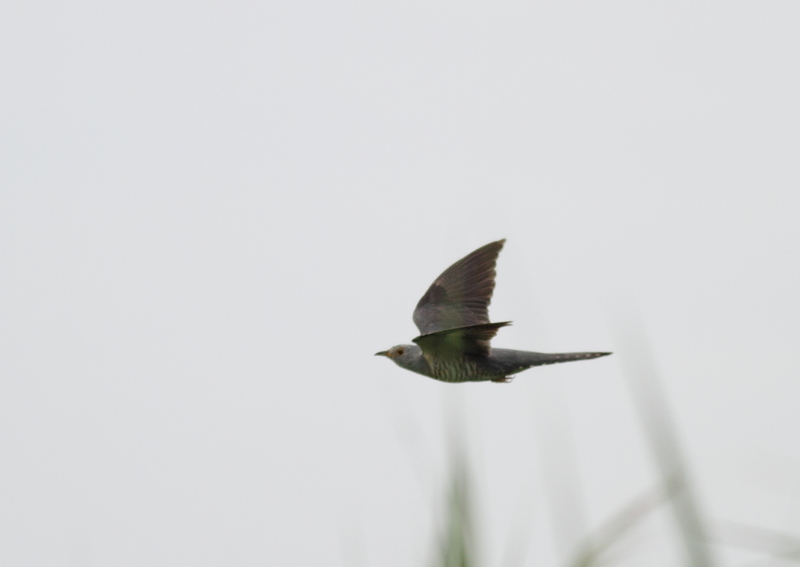 f:id:funatuyo:20140814102044j:image