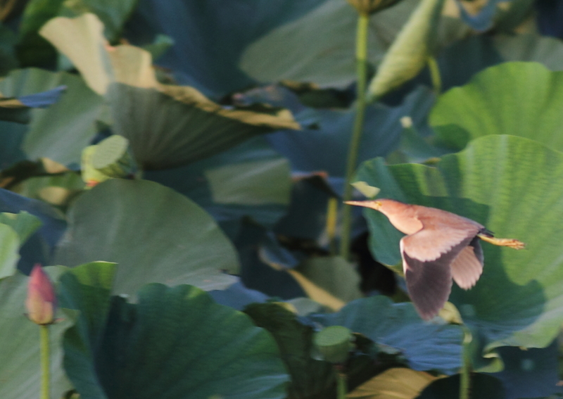 f:id:funatuyo:20140818174218j:image