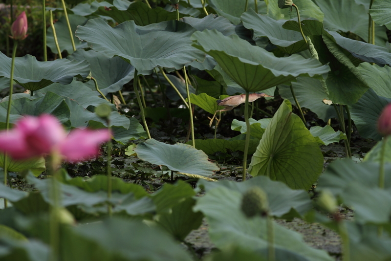 f:id:funatuyo:20140819090351j:image