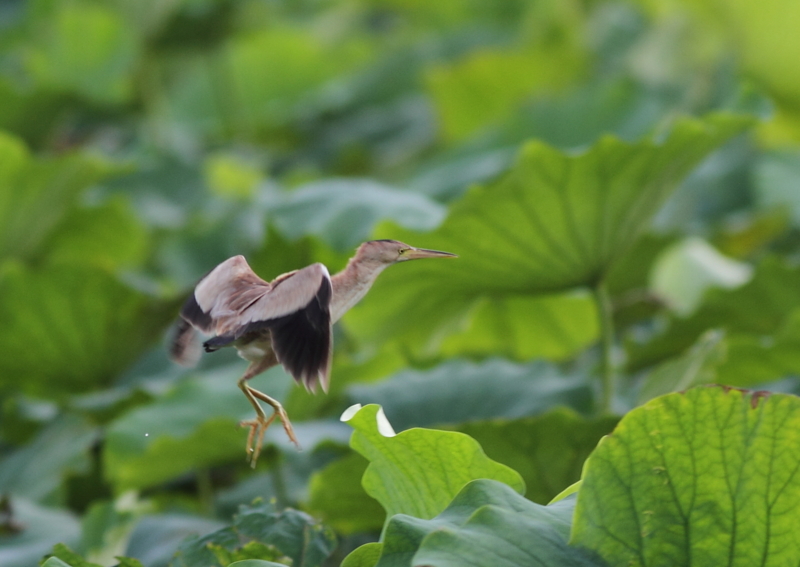 f:id:funatuyo:20140820161431j:image
