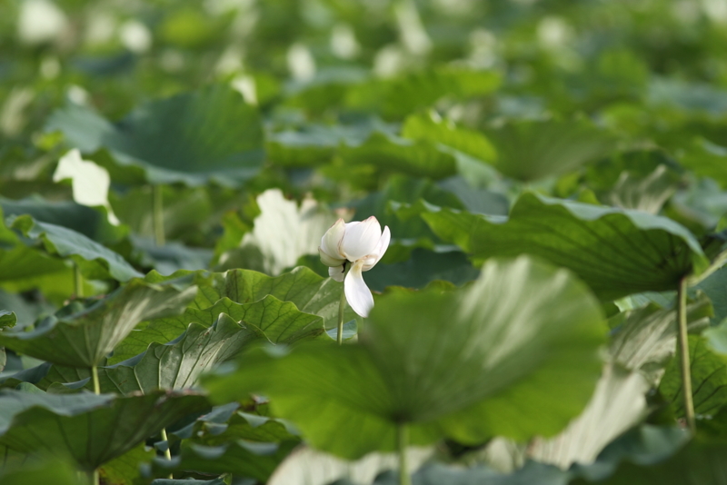 f:id:funatuyo:20140820161851j:image