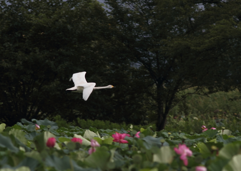 f:id:funatuyo:20140828083701j:image