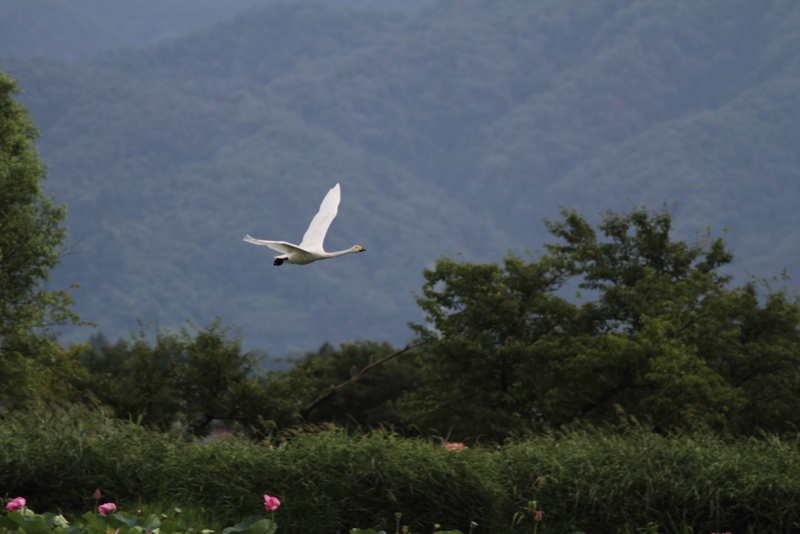 f:id:funatuyo:20140828083712j:image