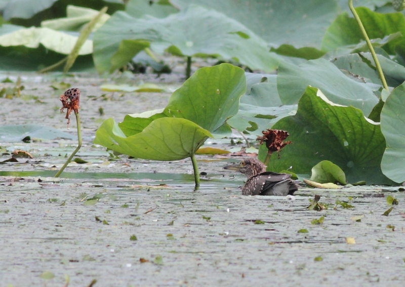 f:id:funatuyo:20140830085425j:image
