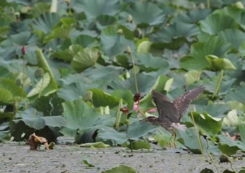 f:id:funatuyo:20140830085427j:image