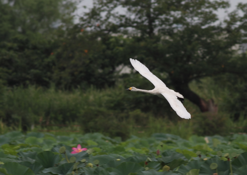 f:id:funatuyo:20140901082053j:image