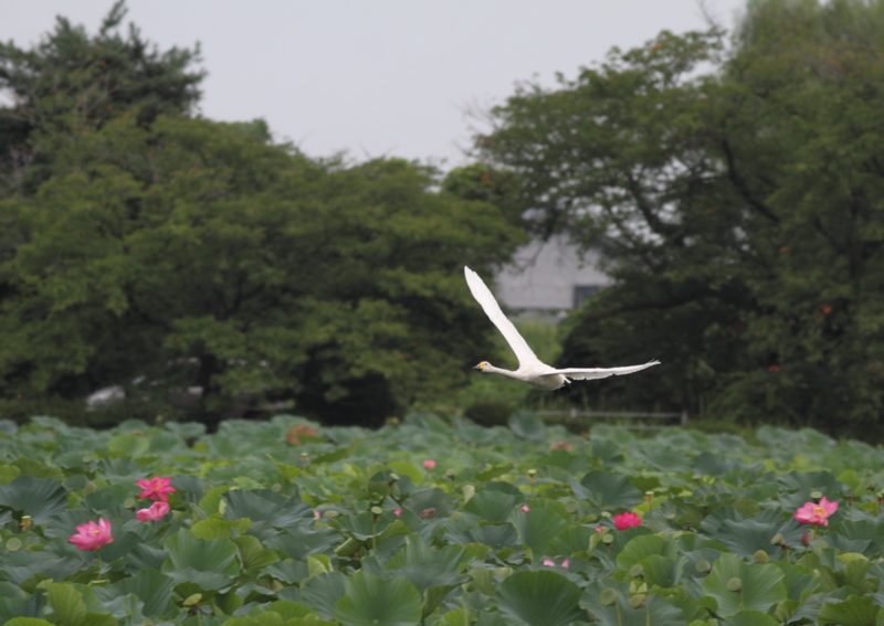f:id:funatuyo:20140901082054j:image