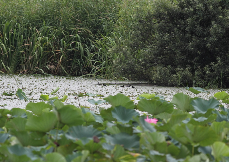 f:id:funatuyo:20140901082743j:image