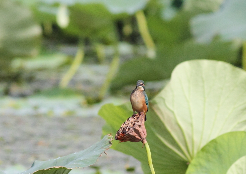 f:id:funatuyo:20140902084539j:image