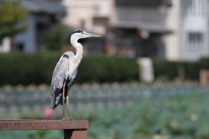f:id:funatuyo:20140907095854j:image