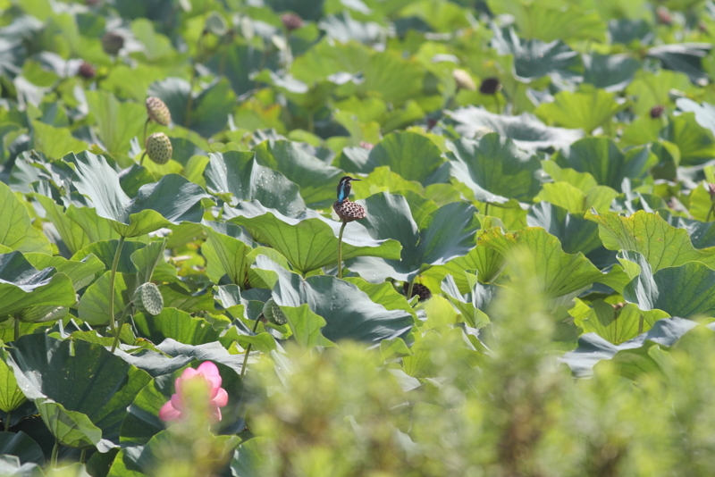 f:id:funatuyo:20140908083601j:image