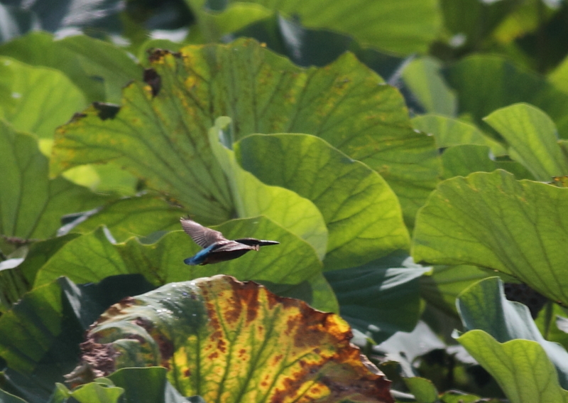 f:id:funatuyo:20140908083658j:image