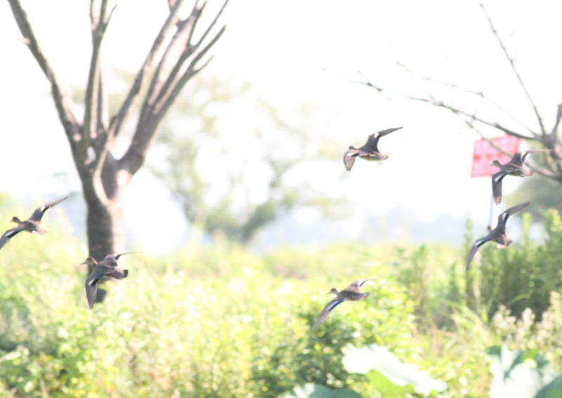 f:id:funatuyo:20140909083543j:image